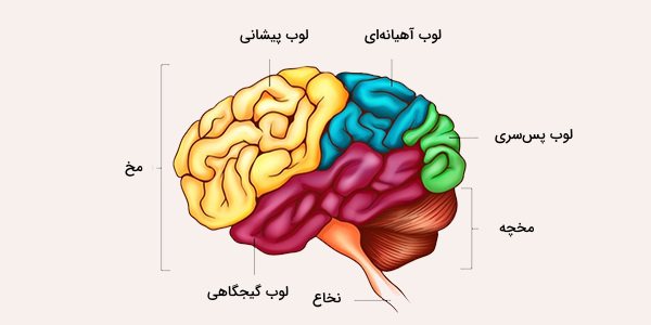 آناتومی لوب مغز